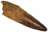Fossil Spinosaurus Tooth - Real Dinosaur Tooth #355759-1